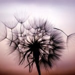 Does this beautiful image make you sneeze?